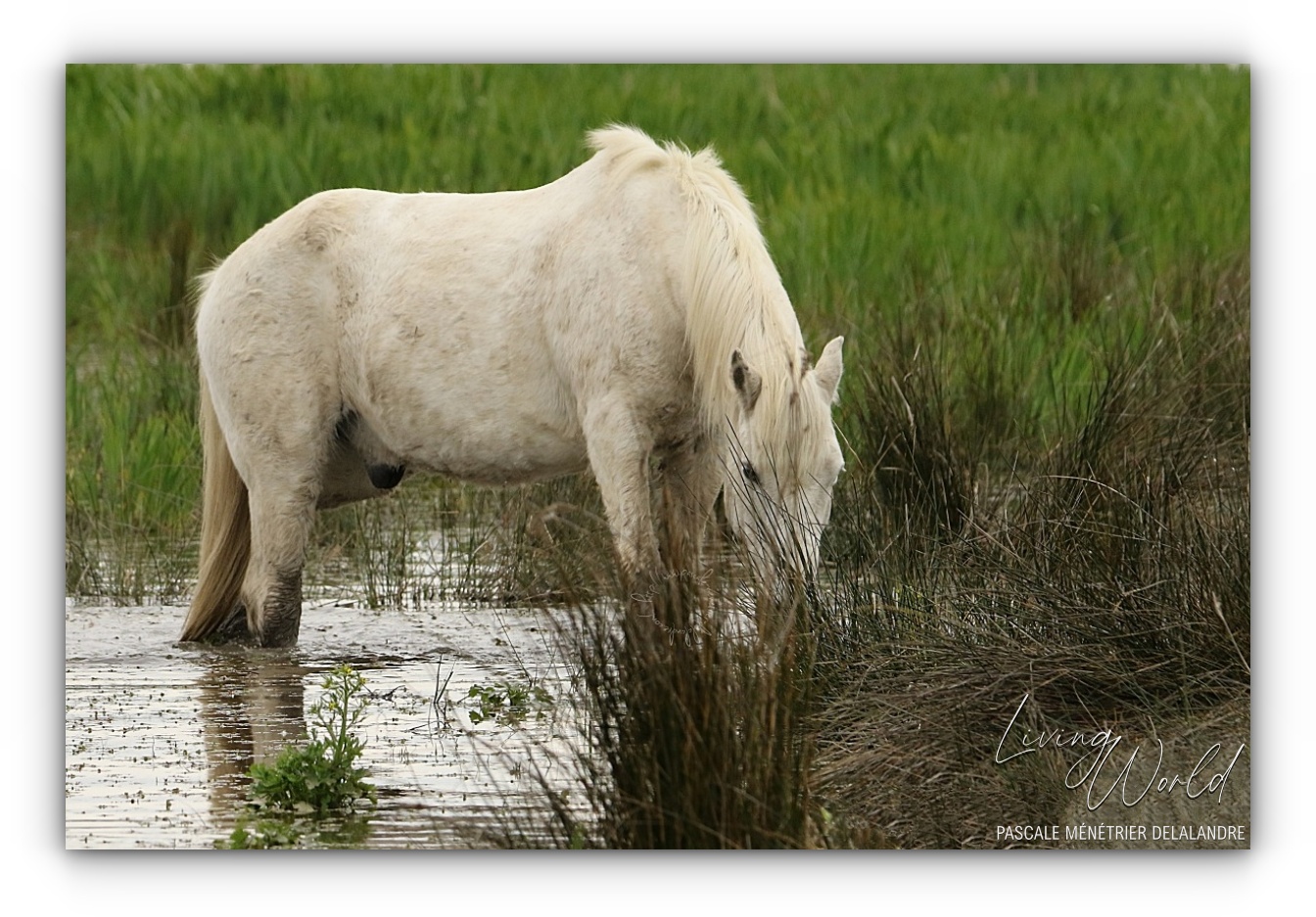 Camarguais 