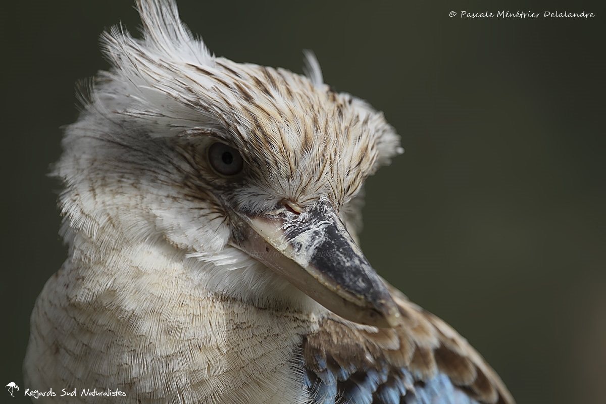 Martin-chasseur à ailes bleues