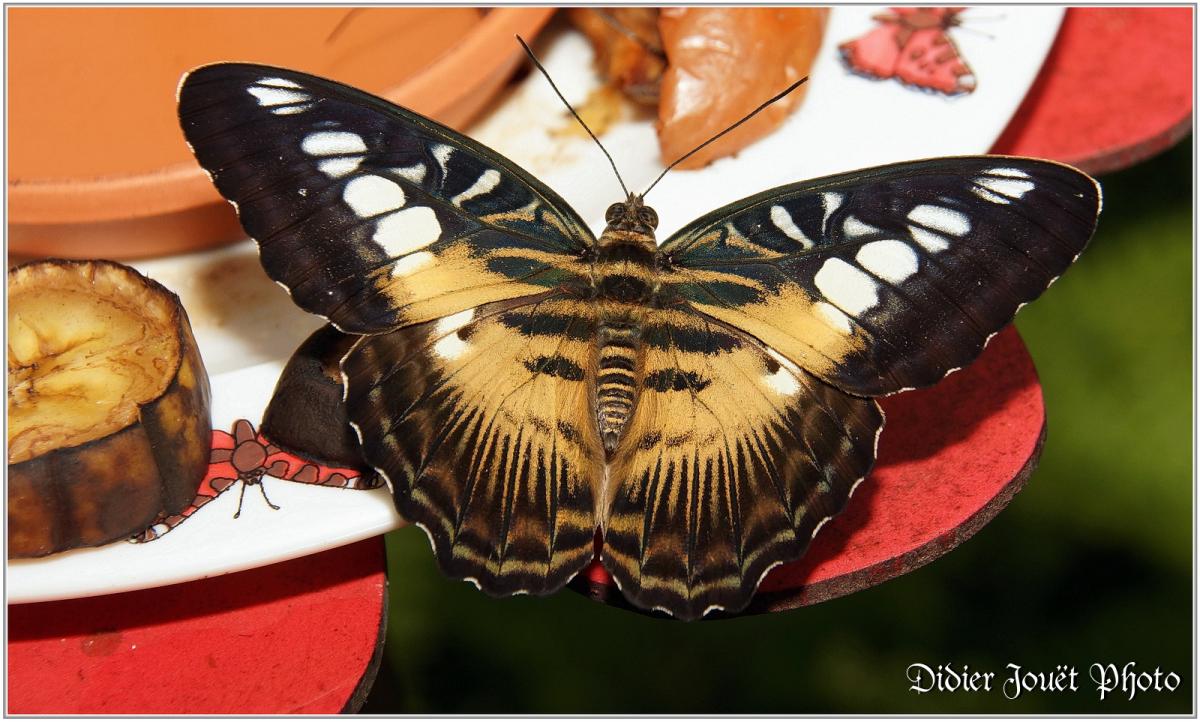Clipper Brun (3) - Parthenos sylvia