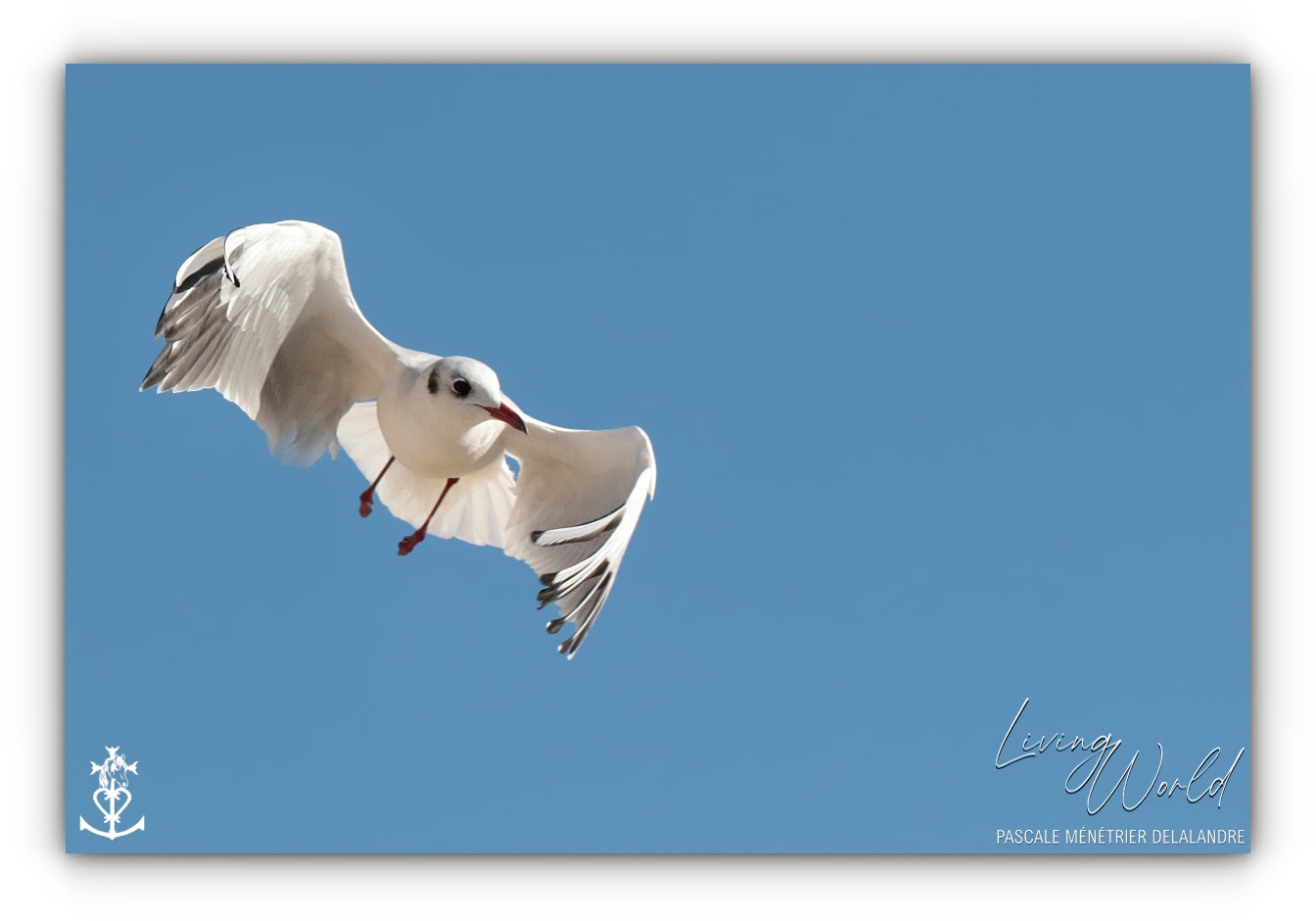 Dans le sable, dans l'eau ou dans les airs... seule ou en groupe.