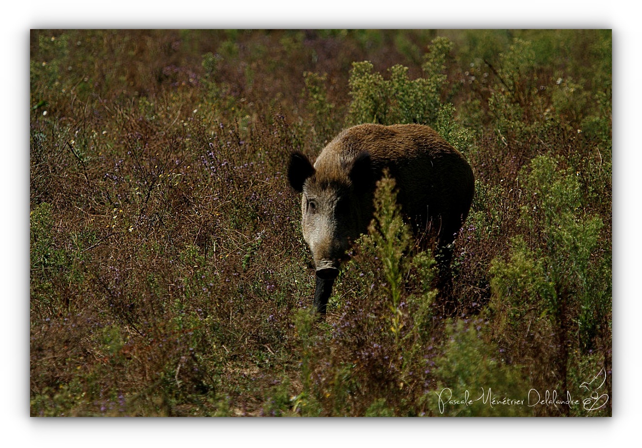 Rencontre avec une Laie (Sus scrofa)