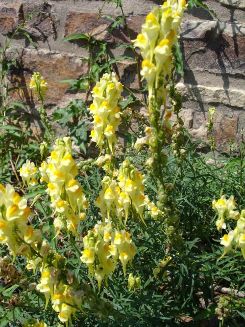 Fleurs cultivées : Linaires