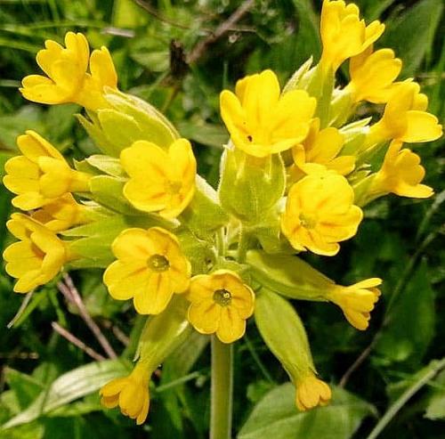 Fleurs cultivées : Primevère