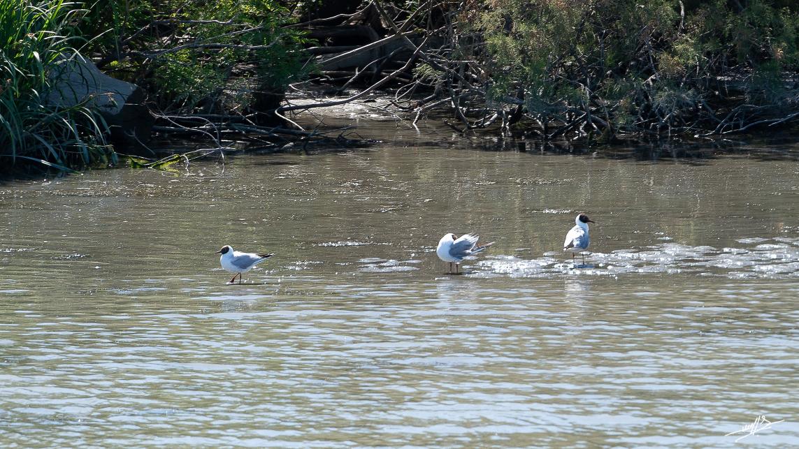 OC 2021 : Saintes Maries de la Mer : loin de la foule. (3 et fin)