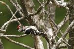  Picidae
