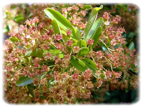 Le Pyracantha du jardin 