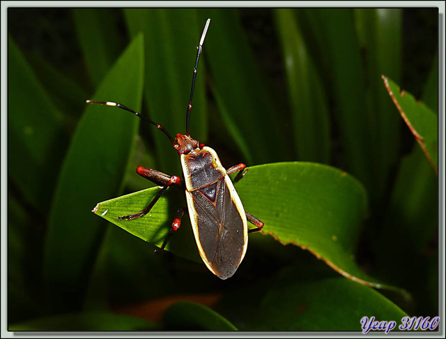 Blog de images-du-pays-des-ours : Images du Pays des Ours (et d'ailleurs ...), Chenille et punaise photographiées à "la lampe frontale" - Parc National de Chitwan - Teraï - Népal
