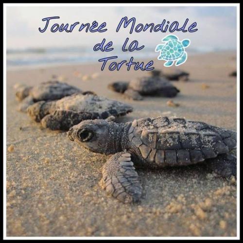 Journée mondiale de la tortue