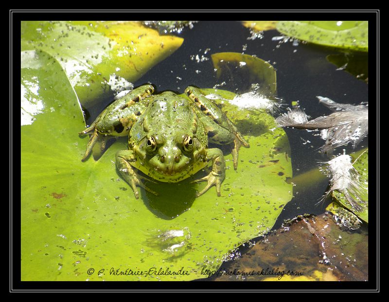 Grenouille Pelophylax sp.