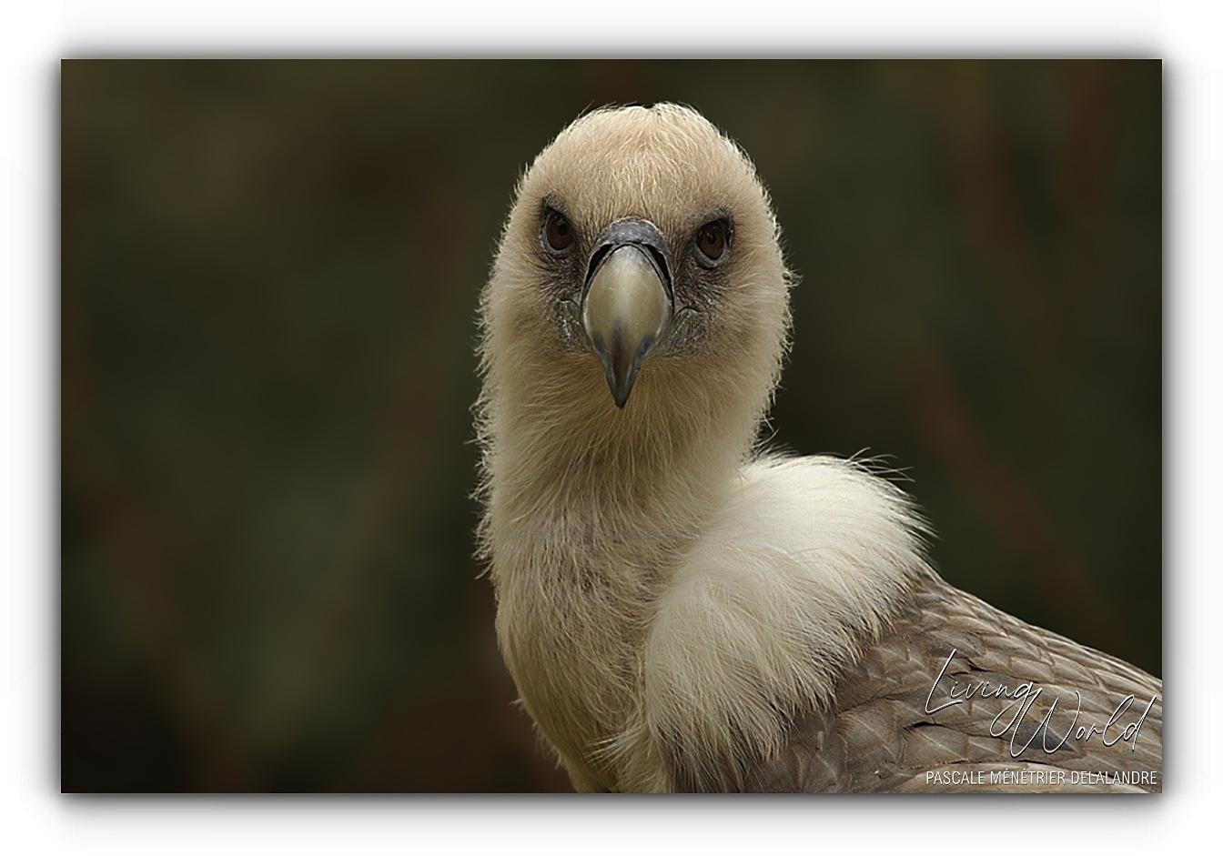 Vautour fauve - Gyps fulvus