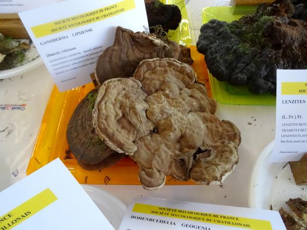 L'exposition de champignons présentée à la fin du Congrès National de Mycologie 2014 à Châtillon sur Seine