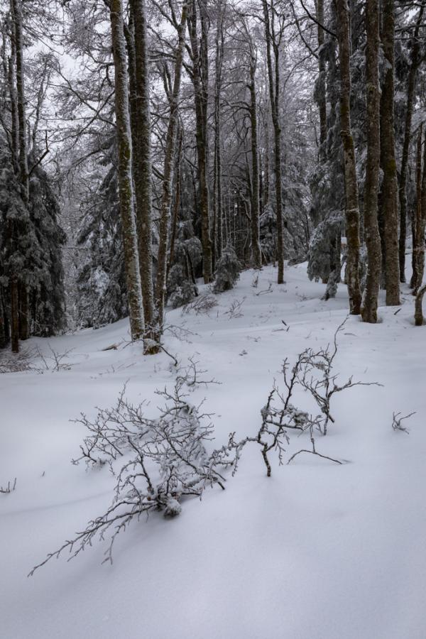 Forêt du Jura