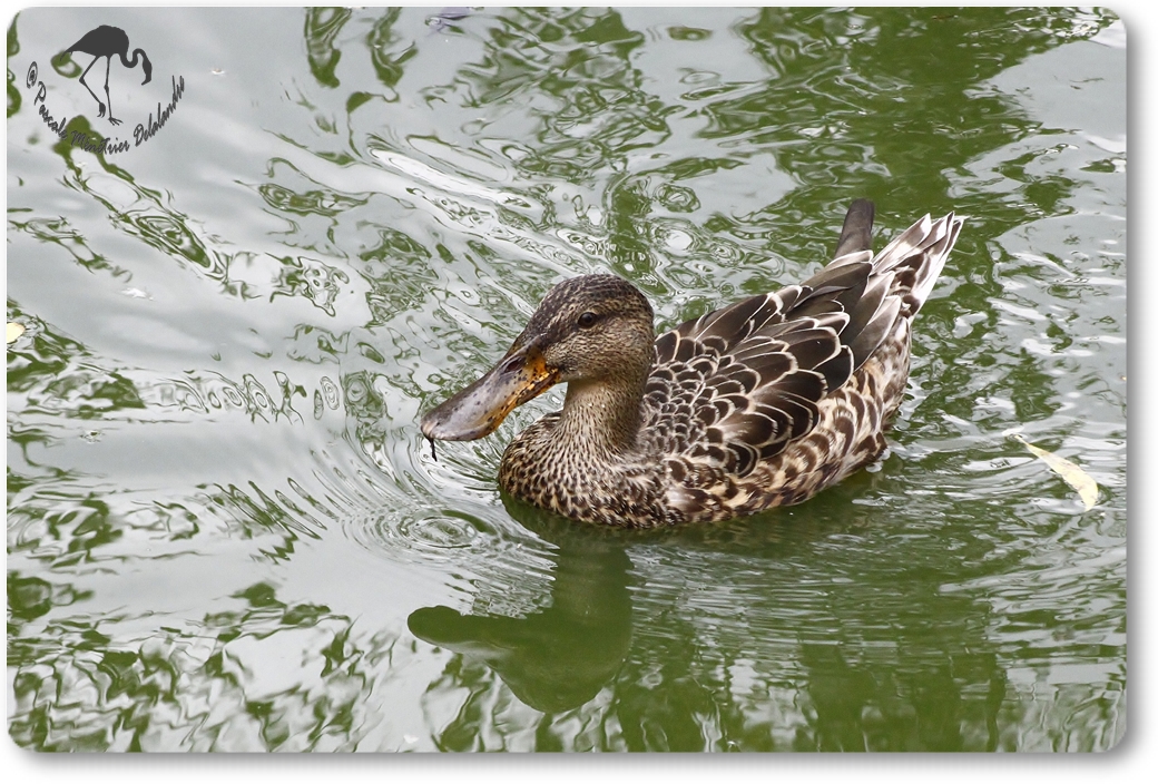 Canard Souchet...