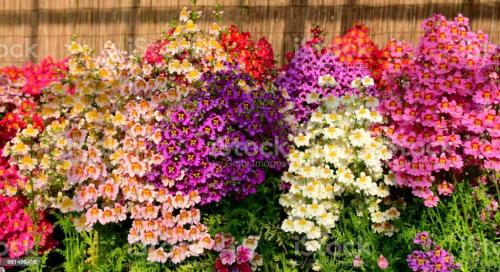 Fleurs cultivées : Schizanthus