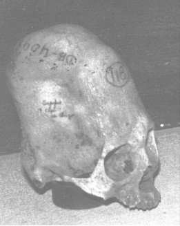 skull2.gif