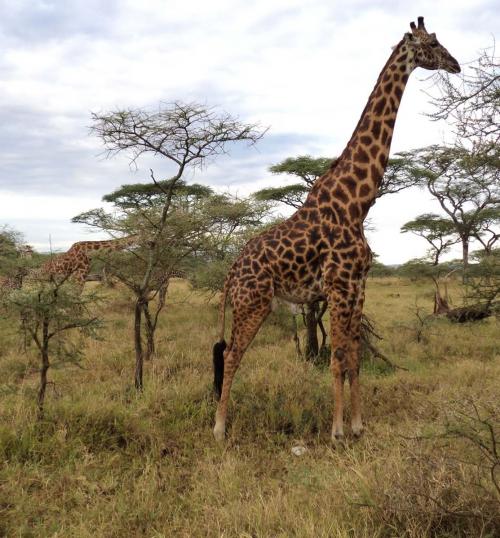 Patrimoine mondial de l'Unesco : La zone de conservation de Ngorongoro - Tanzanie -