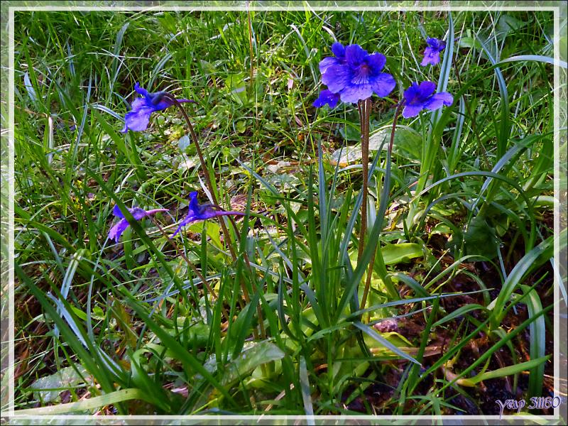 Grassettes à fleurs blanches (Pinguicula grandiflora subsp. grandiflora f. chionopetra) - Saint-Lary - 09