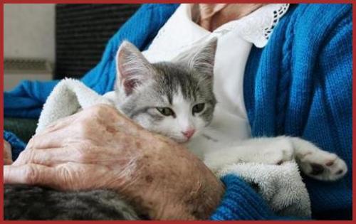 ENTRE TOI ET TON CHAT