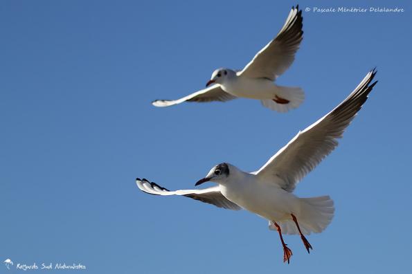 Duo de Mouettes rieuses