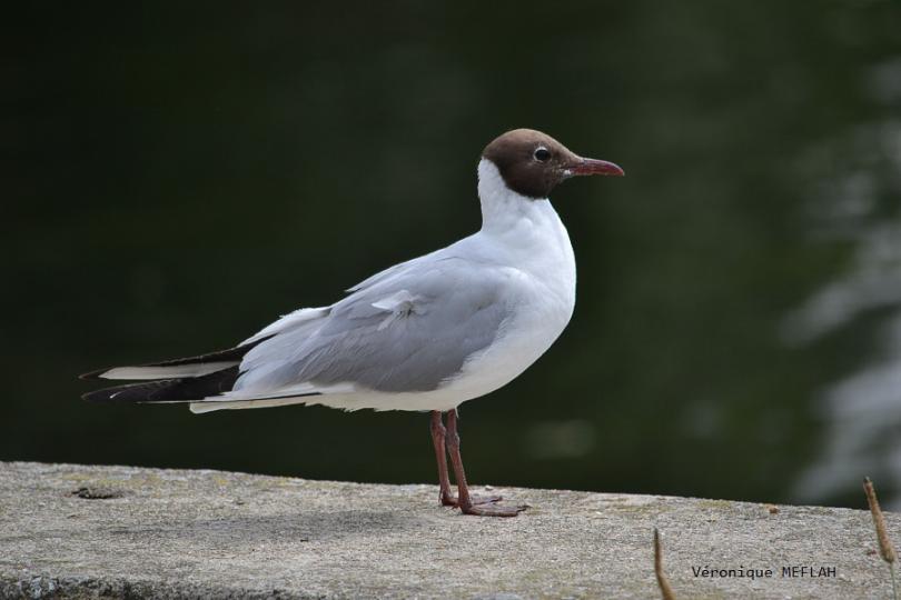 Les photos du week-end : "C'est de quel côté la mer" ? et citations