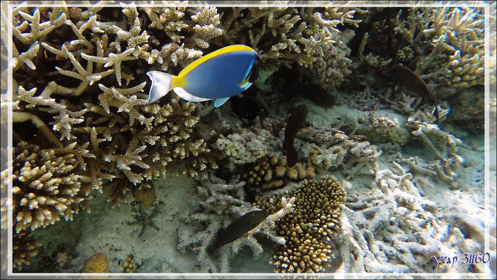 Chirurgien à poitrine blanche, Powderblue surgeonfish (Acanthurus leucosternon) - Athuruga - Atoll d'Ari - Maldives