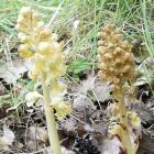 Index illustré orchidées