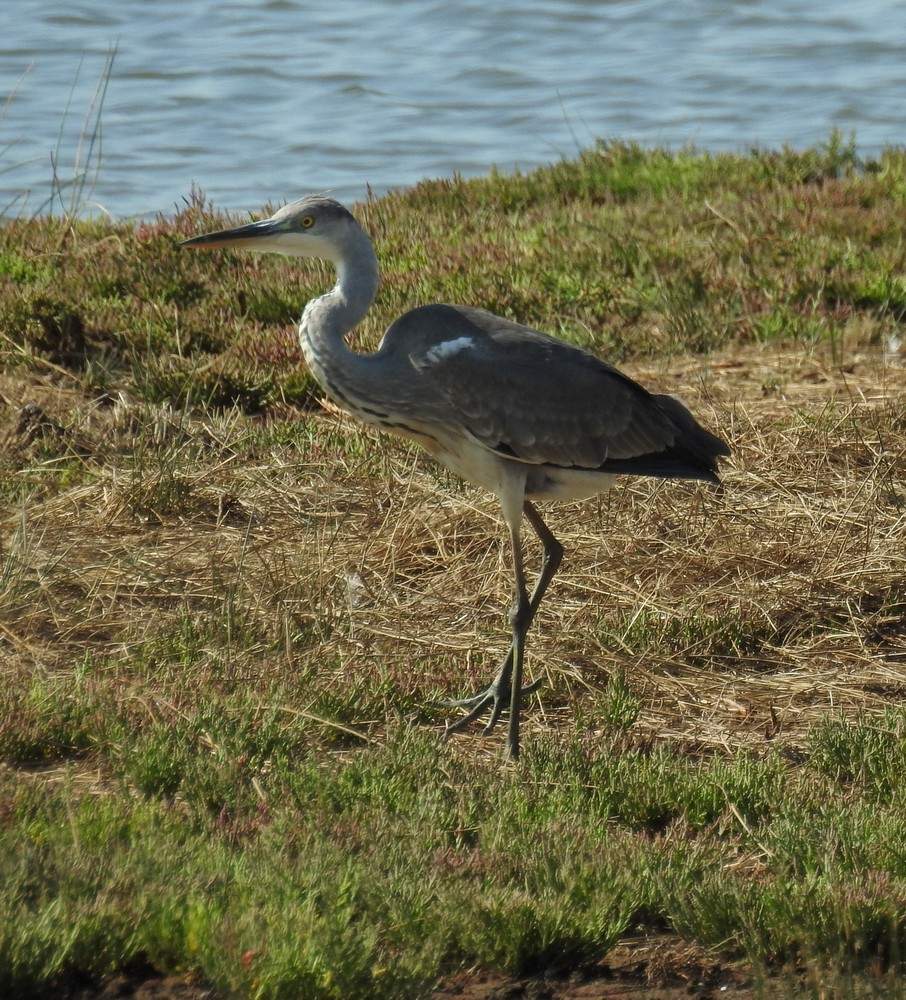 L'île des hérons, au Teich...