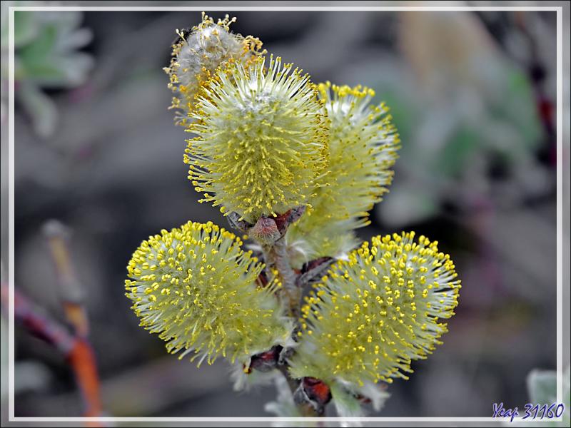 07/06/2023 : nous nous dirigeons vers le Blue Lagoon tout en faisant de la géologie, de la botanique ou de l'ornithologie lorsque l'occasion se présente - Péninsule de Reykjanes - Islande