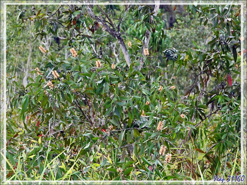 Un peu de botanique au retour des sources chaudes de Dei-Dei - Fergusson Island - Papouasie Nouvelle-Guinée (Papua New-Guinea)