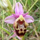 Index illustré orchidées
