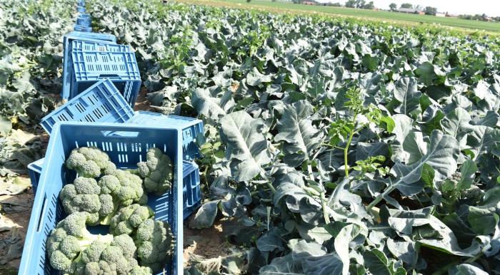 Légumes du mois de Septembre