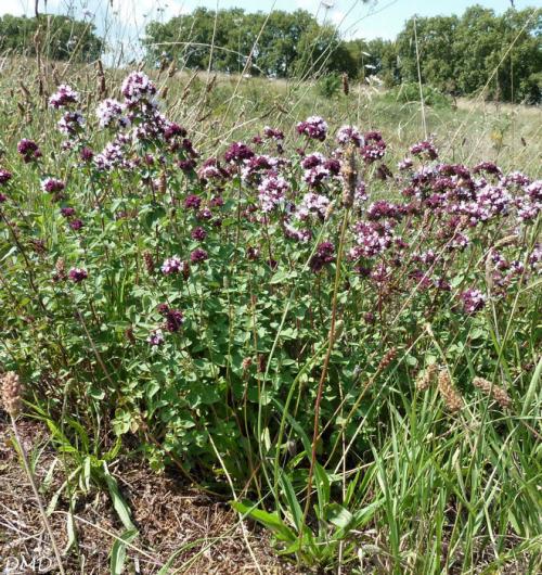 Fleurs cultivées : Marjolaine