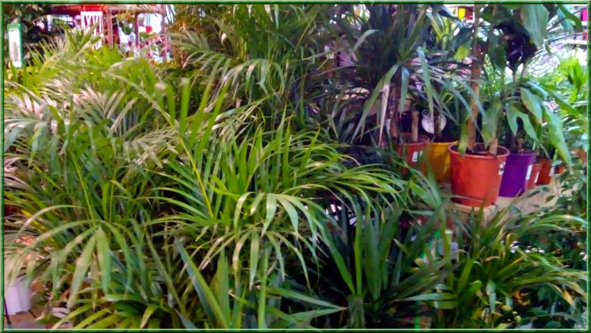 Des photos de plantes prises dans les jardineries(suite)