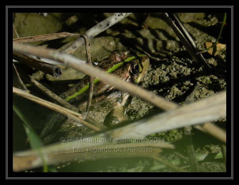 Grenouille rieuse ( Pelophylax ridibundus )