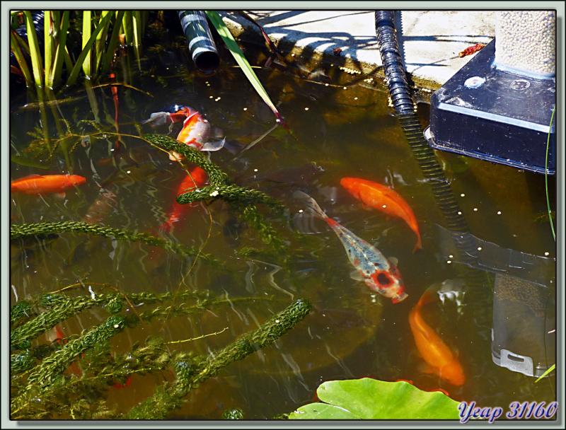 Des poissons de mon bassin - Lartigau - Milhas - 31