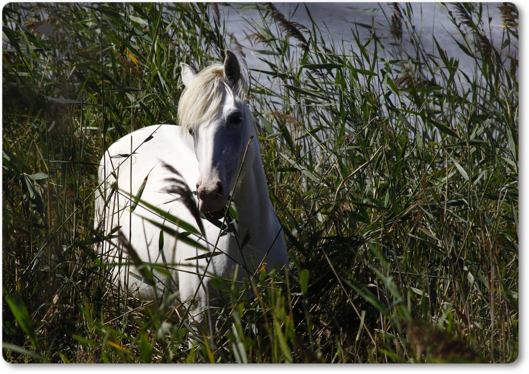 Cheval Camarguais...
