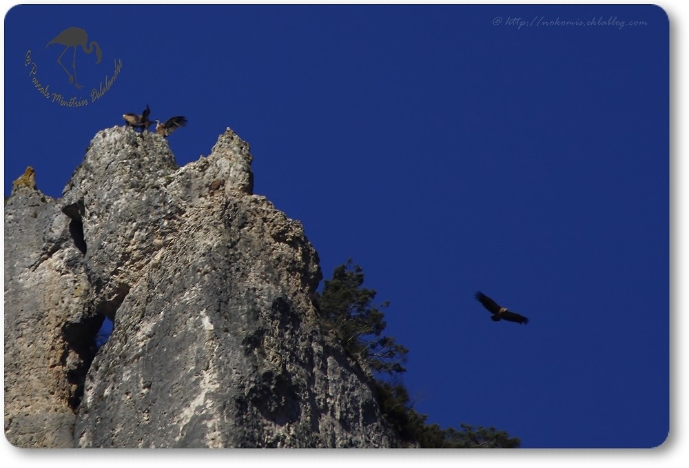 Vols de vautours (Gorges de la Jonte)...
