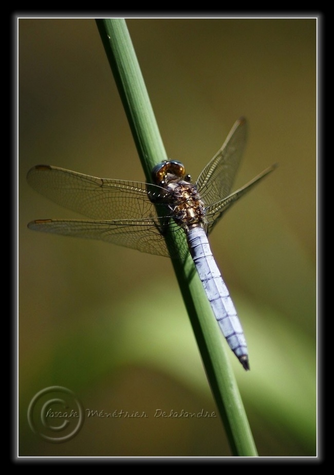 Orthétrum bleuissant (Orthetrum coerulescens) mâle...