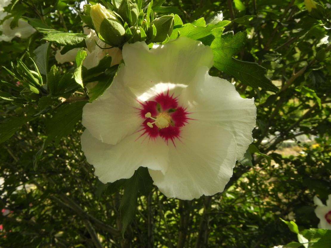 une fleur de Rose trémière