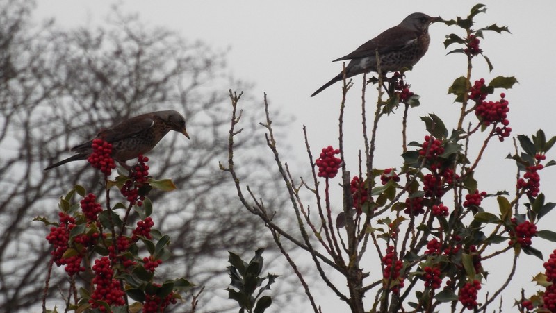 Oiseaux 