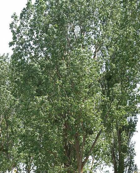 Vertus médicinales des arbres : Tremble