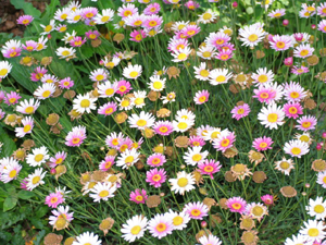 Sentiments de fleurs