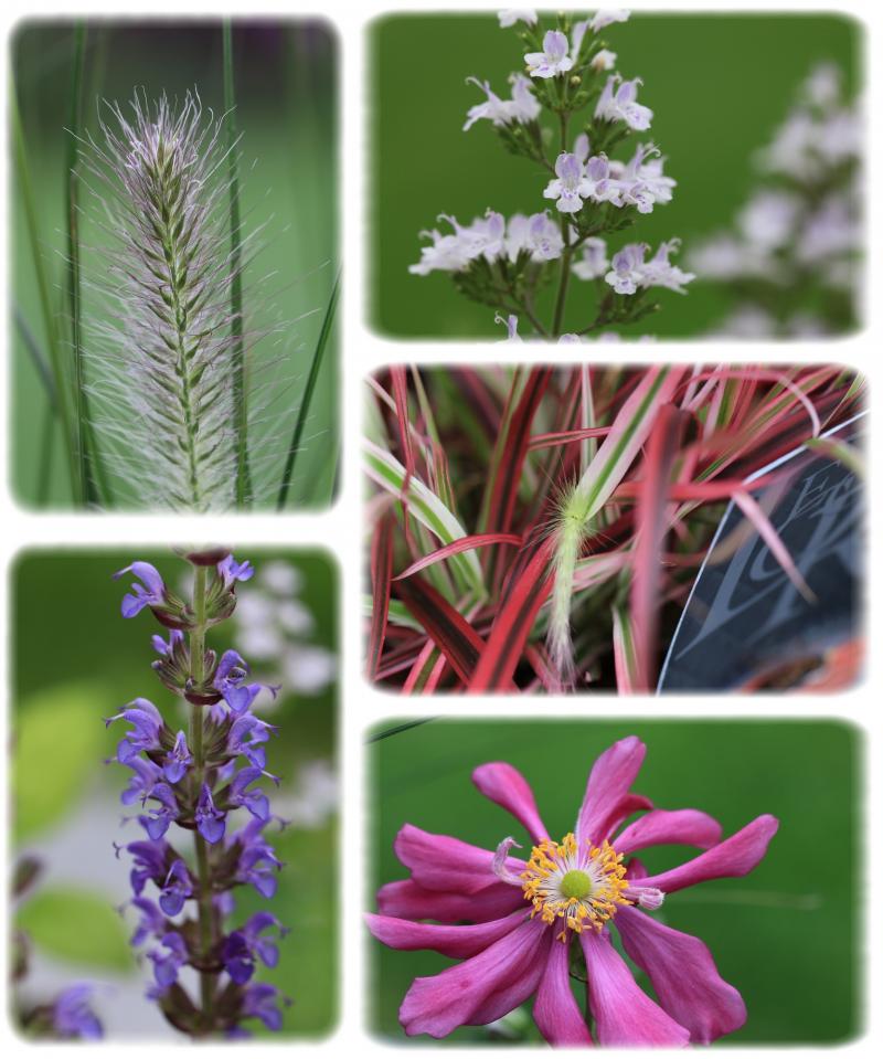 Famiflora