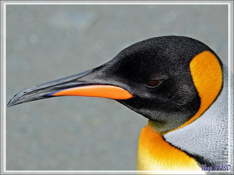 Les derniers Manchots royaux de Saint Andrews Bay - Géorgie du Sud