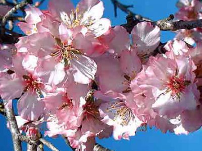 Arbre fruitier : Amandier