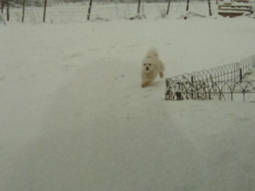 La ronde des toutous : mon Caniche-Toy