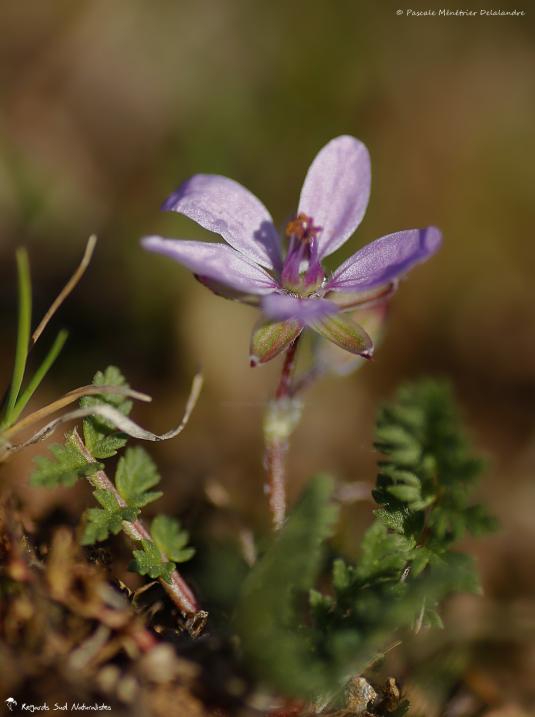 Géranium sauvage