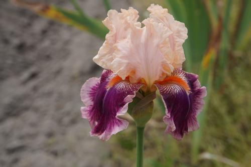 Les iris de Bourdillon