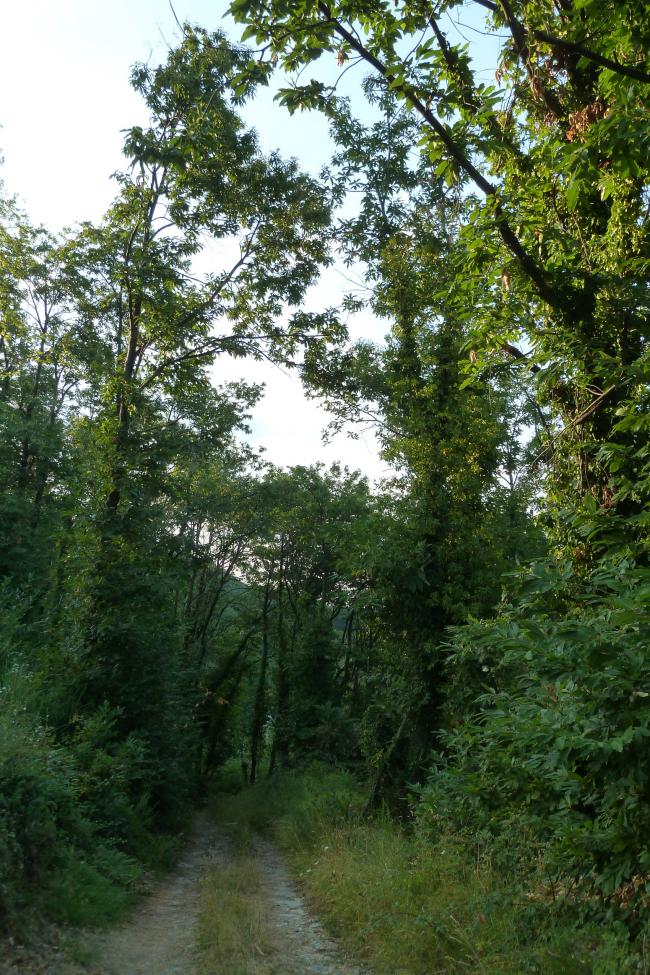 Vert Pélion