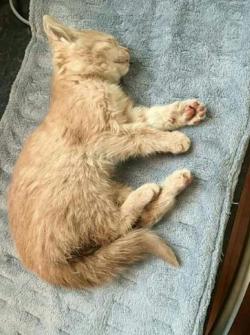 Elsa miraculée du froid